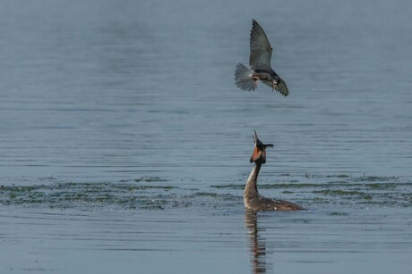 Birdfight