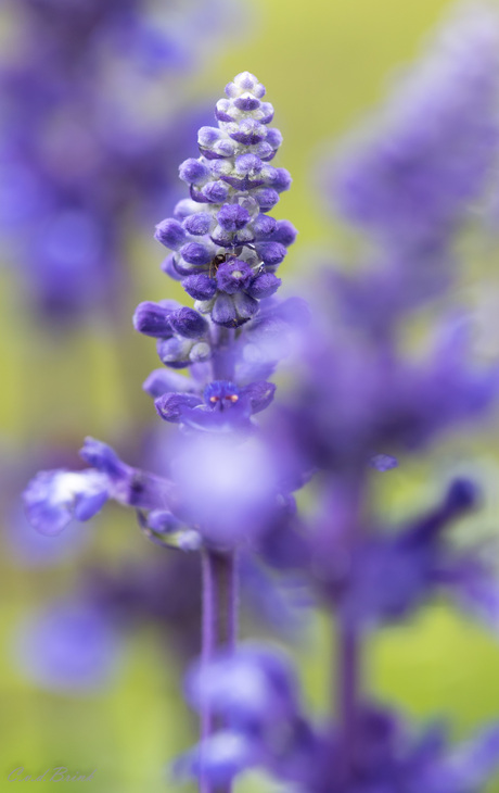 Dromerig in de tuin