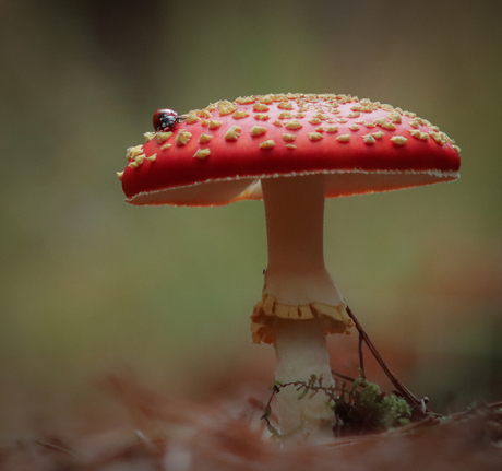 Rood met zwarte stippen