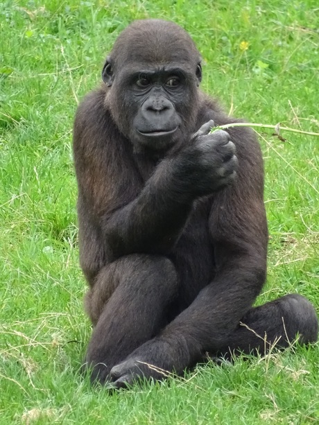 Dromerige gorilla