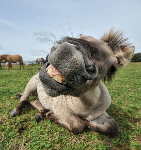 cheese.