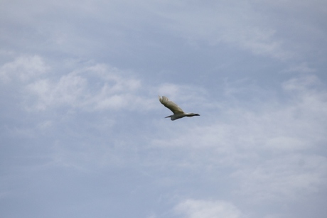 Wegvliegende reiger