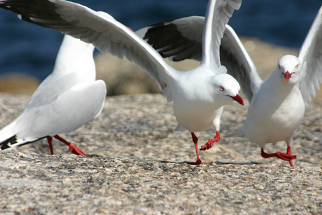Silver gulls II