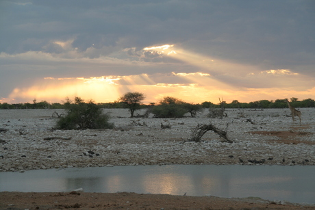 giraffe bij zonsondergang