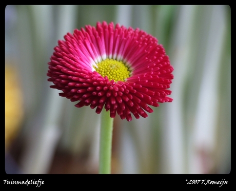 Tuinmadeliefje