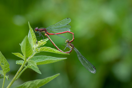 Love is in the air