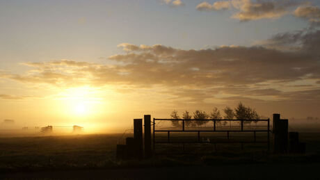 Zonsopgang in polder