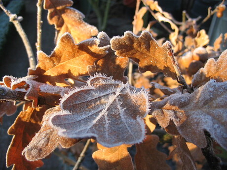 Eikenblad met bevroren dauw