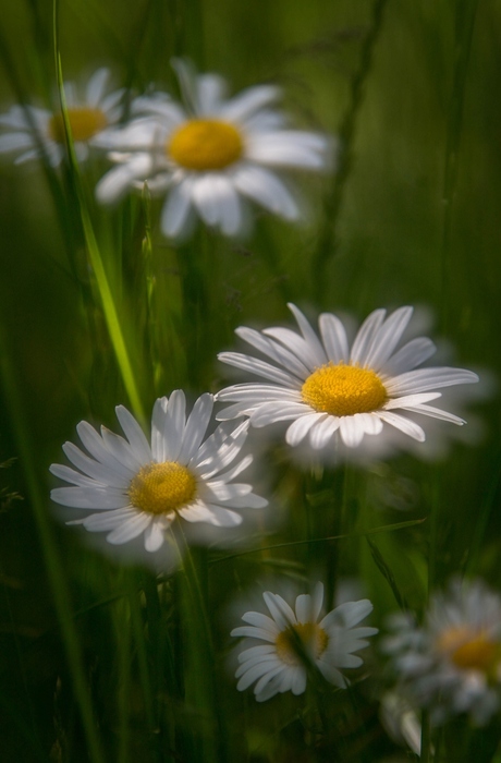 Margrieten