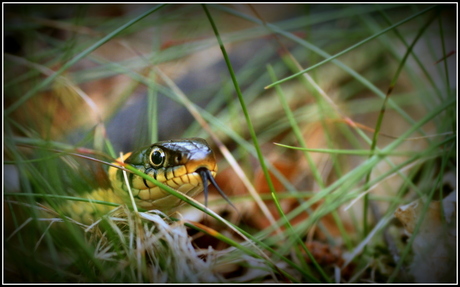 Ringslang ( grass snake)