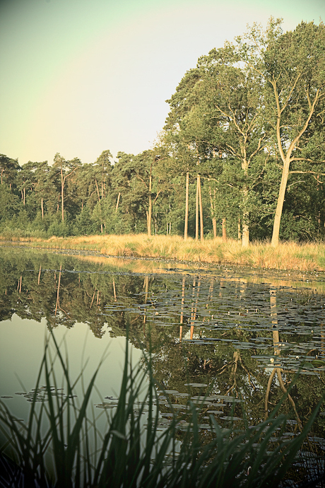 Kampina 04