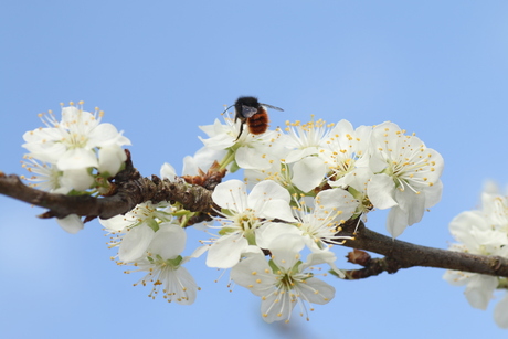 bloesem pruimenboom