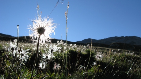 zonnig Gran Paradiso