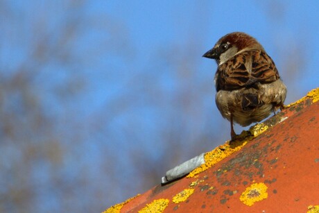 Mighty sparrow
