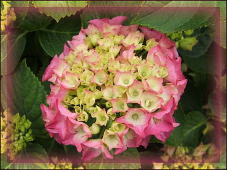 Hortensia