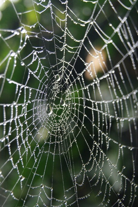 Web van druppels