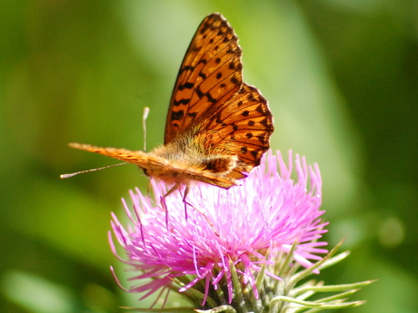 vlinder op bloem