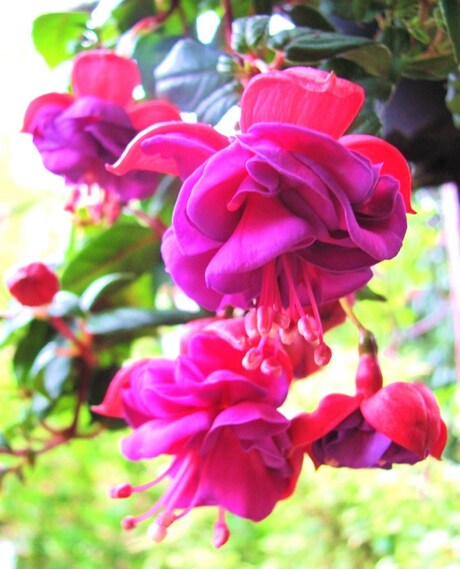 Fuchsia