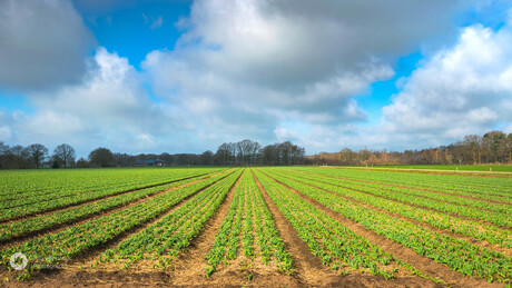 Wachten op bloeiende tulpen