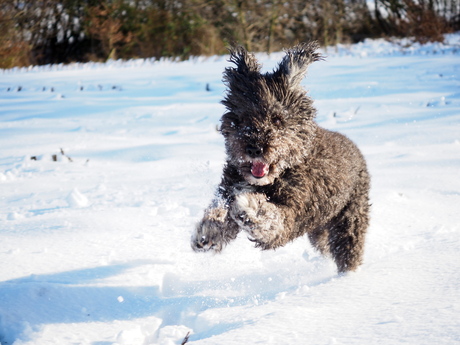 Sneeuwpret!