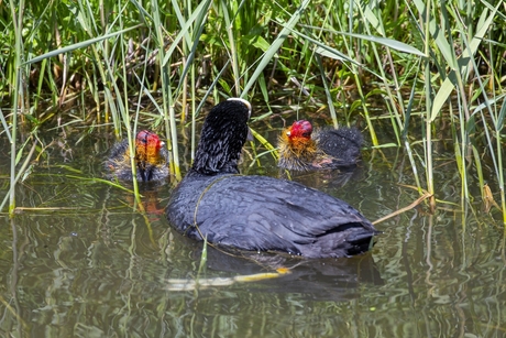 Moeder met kroost