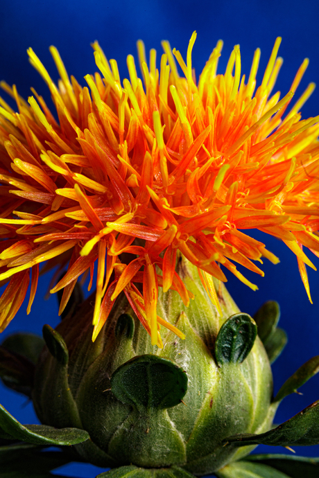 oranje distel macro