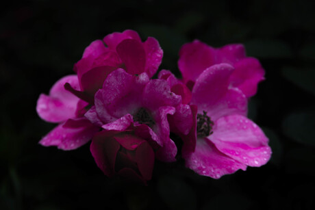 Roze bloemen