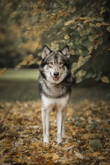 Wolfhonden fotoshoot