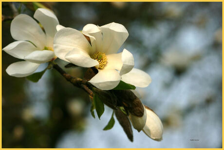 Magnolia in al zijn glorie.