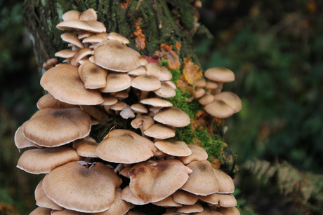 Paddestoelen op stam