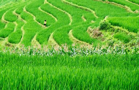Girl in a ricefield.
