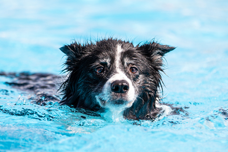 Honden zwemmen