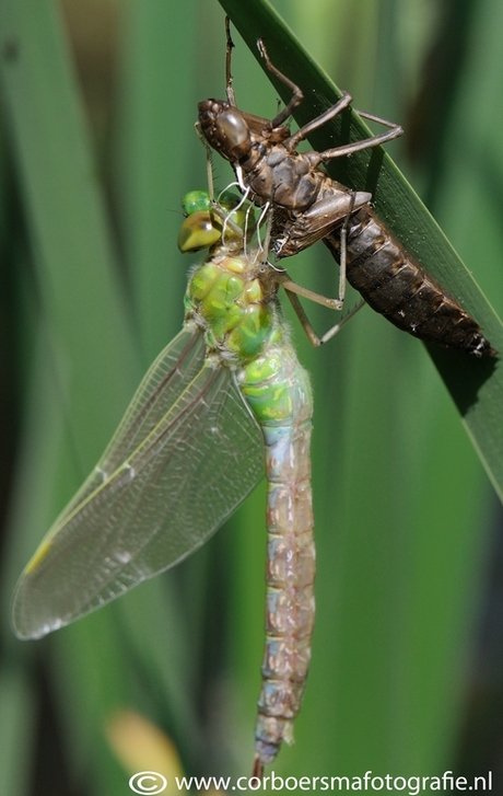 Uitsluipen van een Libelle