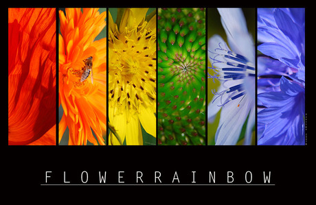 FlowerRainbow