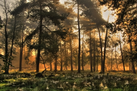 Gouden herfstochtend