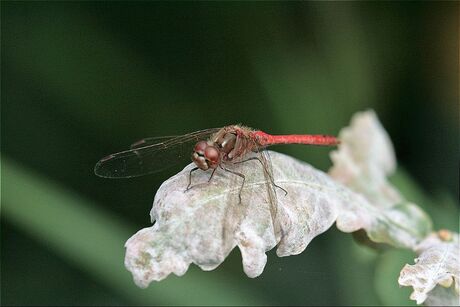 libelle