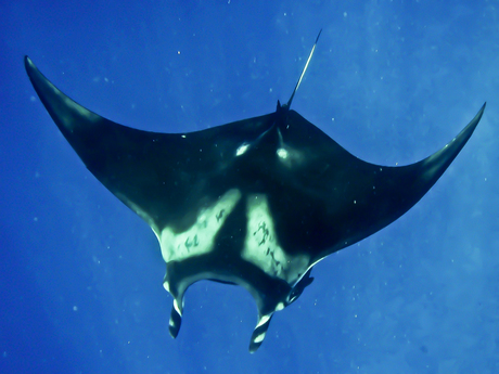 Manta ray