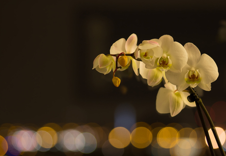 Nachtmacrofotografie op hoogte