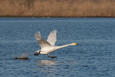 Lopen op het water