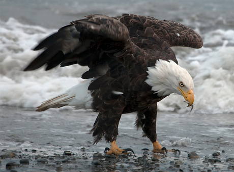 Bald eagle