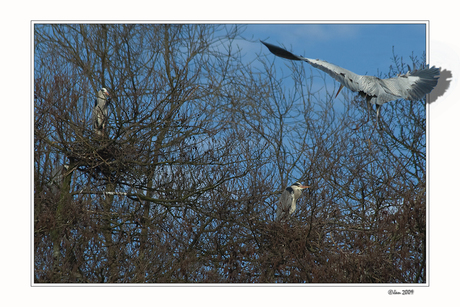 Nestelende Reigers