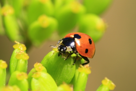 Lieve Heer beestje