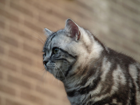 Jonge kater.