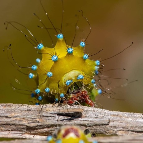 Rups grote nachtpauwoog vlinder