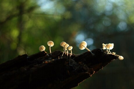 Paddestoelen in de zon