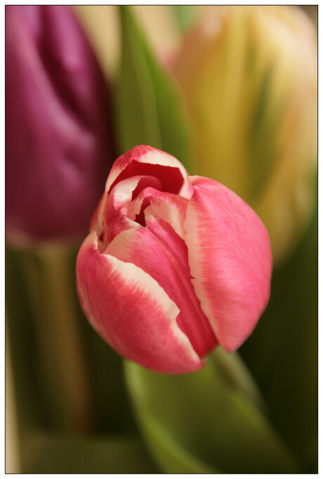 Tulpen