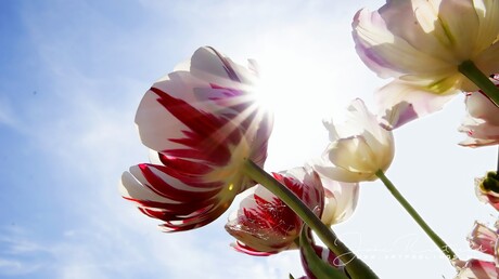 Tulp in de zon