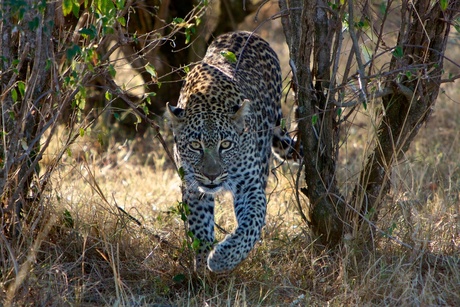 Early morning Leopard