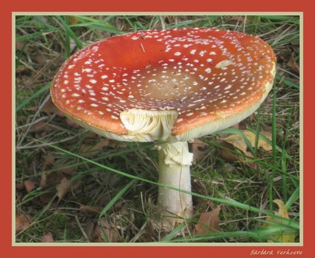 Rood met witte stippen......