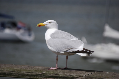 Zeemeeuw in IJmuiden